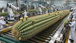 Inside a Cactus Gel Factory | From Cultivated Saguaro Cactus to Hydrating Gel (Full Process)