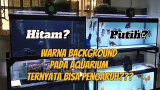 WARNA BACKGROUND PADA AQUARIUM IKAN MAS KOKI TERNYATA  BERPENGARUH GUYS!!! @KOKINIAN GOLDFISH
