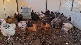 YARKA TAVUK VE HOROZLARI AYIRDIM - KAÇ TANE TAVUK ÇIKTI ?