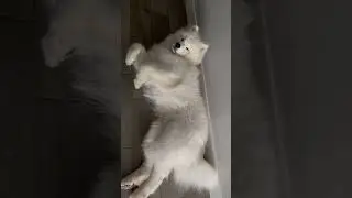 Grumpy Dog  #samoyed #dogowner #puppy #petowner #cute #doglover #cutedog #animalowner #dog