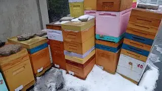 6 Рамочник. Пчеловождения!!!!.Бакфаст