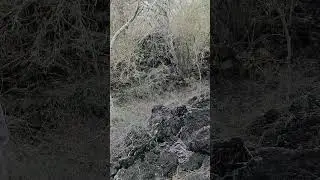 Abandoned trail to lava cave, Isabela, Galapagos, Ecuador, December 2025 | #travelshorts #galapagos