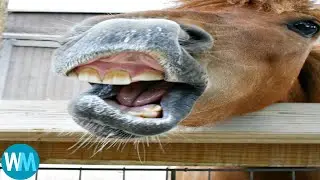 Top 7 horse