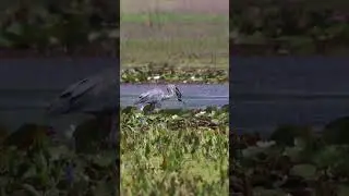 Heron eats... either an amphiuma, or a siren