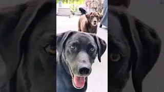 Play this...see what happens! #funny #dog #animal #pets #subscribe #cuteanimal #labby #lablove#short