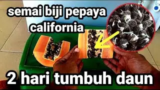 Cara semai benih biji pepaya california || calina