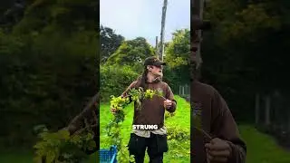 A guide to hop growing for our brewery at Gilbert White&rsquo;s House and Gardens