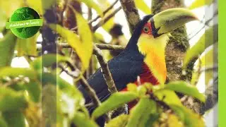 Rainforest Restoration in Brazil&rsquo;s Atlantic Forest