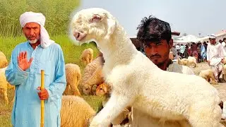 mundra chatra farming 03314765253 Mundra goat farm