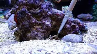 Pistolenkrebs schiesst/Pistol Shrimp shot