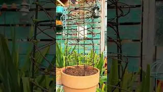 Beautiful Plant Arrangement Ideas 🌸🪴 #gardening #plants #garden #flower #short