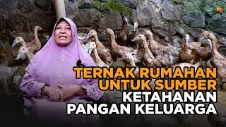 Ketahanan Pangan Keluarga Ternak Bebek Bisa Menjadi Sumber Penghasilan