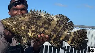MULTIPLE Goliath Grouper's Caught! Bridge Fishing in the Florida Keys (5 Different Bridges)