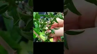 midyim or midge berry or sandberry