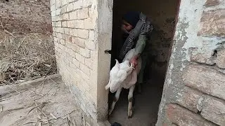 The White Goat and the Boy Are Playing Happily Together 😊