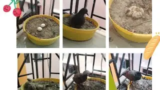 See the baby Pigeon grow up। ❤️❤️❤️❤️। Life Cycle Of A Pigeon 🐦🐦। #pigeon #lifecycle #babypigeon