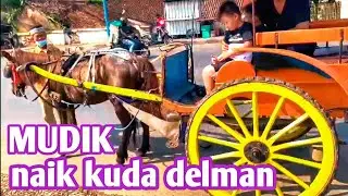 KUDA // MUDIK, NAIK KUDA DELMAN _ BERSAMA BOCIL ALSENA (wirasena)