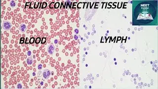 Fluid Connective Tissue|||Blood and Lymph|||#neet2026 #biology 