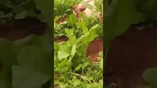 Spinach harvest big farms satisfied :)#spinach #farming #farmer #harvest  #leaf #agrarian #green