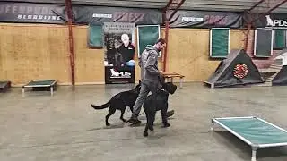 Extracurricular Exercises W/Elite Level Super Dogs 