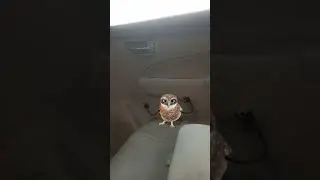 ullu dance #funny #comedy