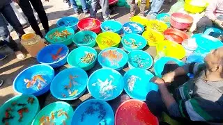 Fish Market | Galiff Street Fish Market Kolkata | Cheapest price | Recent Aquarium Fish Price Update
