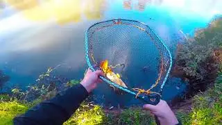 [Ekolago Manzolini] Carpe fishing in solitaria
