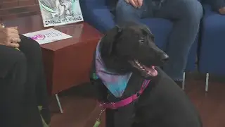 Pet Fest hits the streets amid the 20th anniversary of Wicker Park Fest