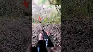 Кабан лёг после идеального выстрела &mdash; вот что значит настоящая охота. 🐗 #Охота
