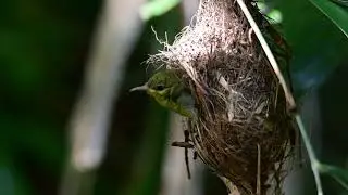Sunbird first flight