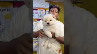White Chow Chow Puppy Sale in Kolkata. #pets #dogbreed