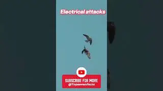 Nature's Most Humiliating Moment | falcon attack #birds #shorts #ytshorts