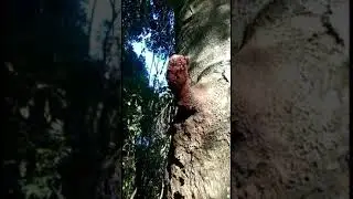 Kelulut termahal lihat corongnya ! trigona thoracica