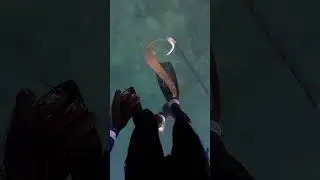 Olive Sea Snake Approaches Diver at Work