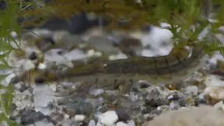 Diving beetle (Acilius sulcatus) larvae/Gyűrűscomb&uacute; bar&aacute;zd&aacute;scs&iacute;kbog&aacute;r l&aacute;rv&aacute;k