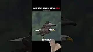 Other Animals Try to Be Fast&hellip; But the Falcon Is Speed Itself #trending #animals #wildlife #falcon 🙀