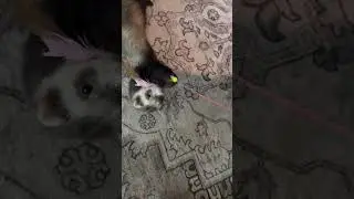 Day 41 #ferret #500subs #goal