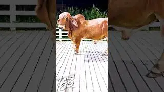 American Brahman bull with massive bone size and exceptional muscle maturity at 2 years of age