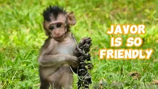 Javor the Social Butterfly &ndash; Playing with All the Ladies! 🐒💖, |smsrmedia1540