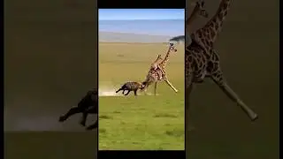 #funny zarafa