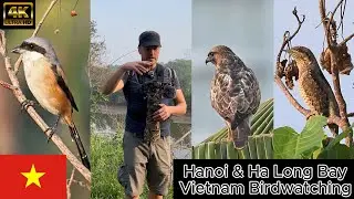Vietnam Birdwatching. Hanoi & Ha Long part 4. Long Tailed Shrike Wryneck. Canon R7 & RF 200-800mm 4K