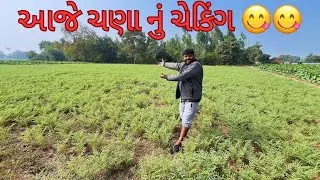  આજે ચણા નું ચેકિંગ 😋🌾 | ફાર્મિંગ વ્લોગ | Gujarati Village Lifestyle | Arun Lifestyle Vlogs #vlog 