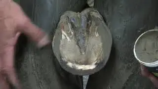 Nailing the Comfort Sport Horseshoe