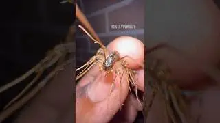 Handling a House Centipede! #myriapods#centipede#insects#bug#animals#tarantula#spider#arthropods#fyp