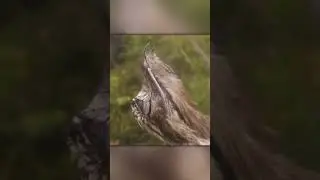 Как Козодой Высиживает Яйцо