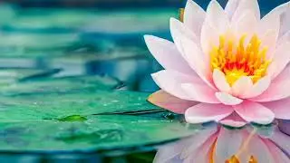 Guided Meditation on Self-Forgiveness
