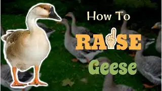 How To Raise Geese