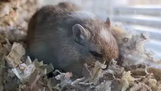 Gerbiilit etsiv&auml;t ruokaa terraarion herkkunurkassa