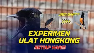 Experimen EF Ulat Hongkong Setiap Hari Untuk Murai Batu | Gimana Hasilnya??