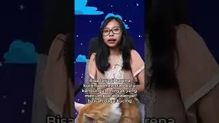 kucing bisa jerawatan juga! #kucing #faktakucing #perawatankucing